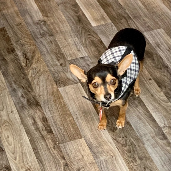 Posh Ambassador 🛍Buyer, Seller, & Stylist - Picture 10 of 12